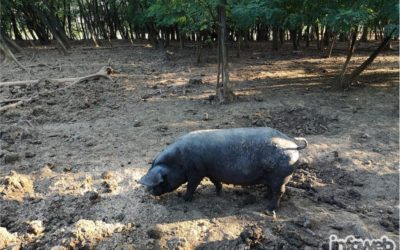 Branitelj eko hrana Đakovo  – Proizvodnja eko hrane u Đakovu